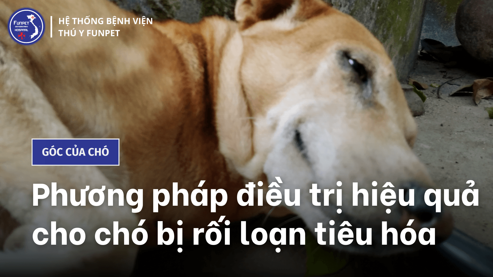 Phương pháp điều trị hiệu quả cho chó bị rối loạn tiêu hóa