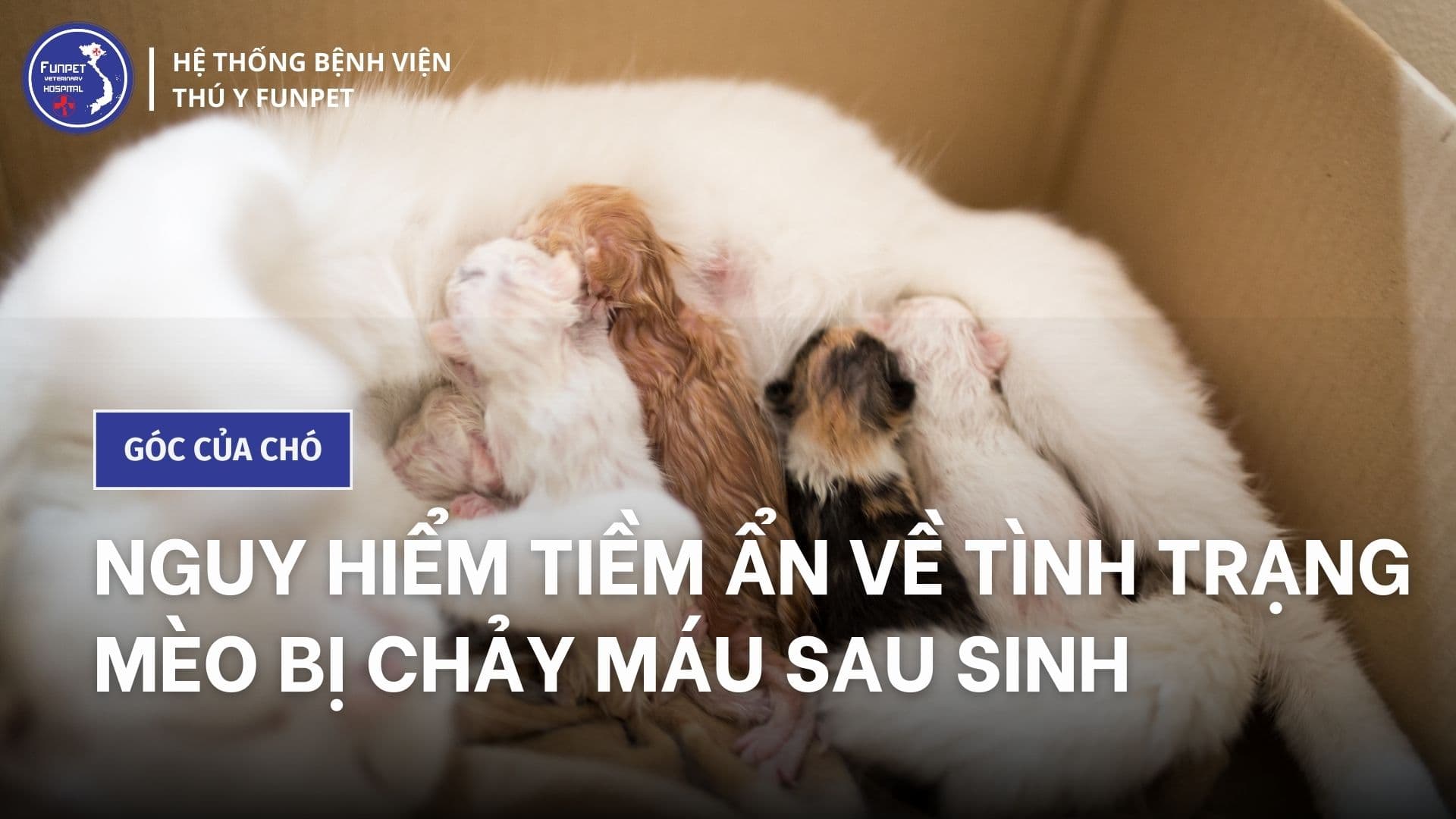 Nguy hiểm tiềm ẩn về tình trạng mèo bị chảy máu sau sinh