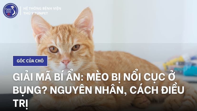 Giải mã bí ẩn: mèo bị nổi cục ở bụng? Nguyên nhân, cách điều trị