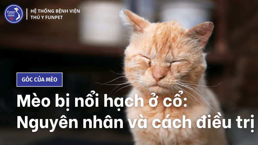 Mèo bị nổi hạch ở cổ: Nguyên nhân và cách điều trị