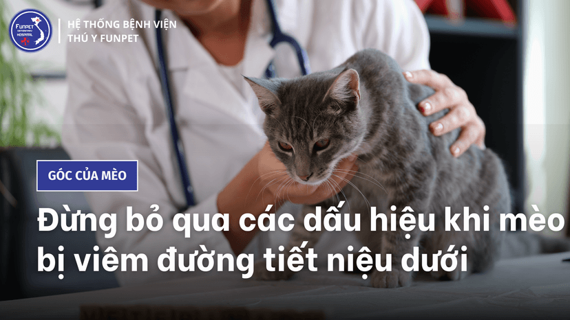 Đừng bỏ qua các dấu hiệu khi mèo bị viêm đường tiết niệu dưới