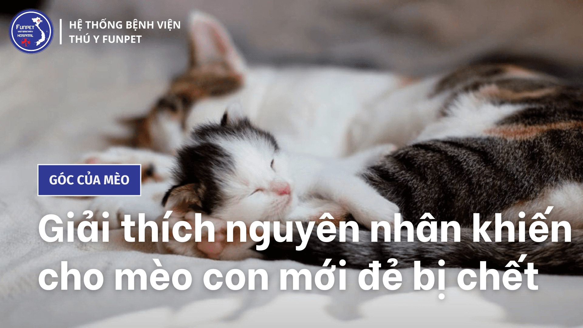 Giải thích nguyên nhân khiến cho mèo con mới đẻ bị chết