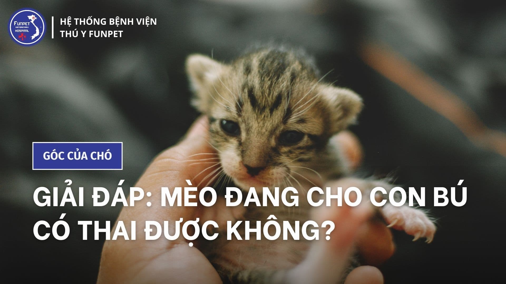 Giải đáp: Mèo đang cho con bú có thai được không?