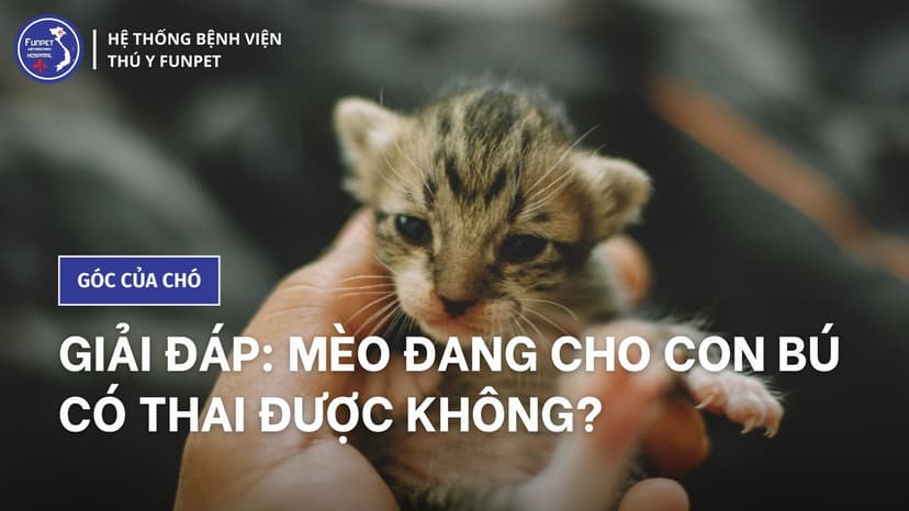 Giải đáp: Mèo đang cho con bú có thai được không?