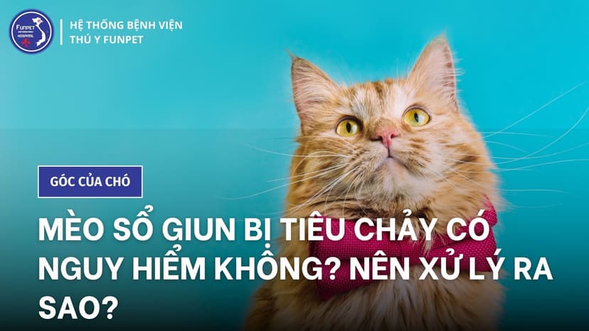 Mèo sổ giun bị tiêu chảy có nguy hiểm không? Nên xử lý ra sao?