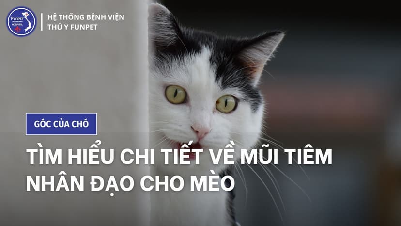 Tìm hiểu chi tiết về mũi tiêm nhân đạo cho mèo