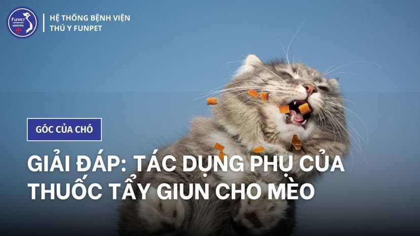 Giải đáp: Tác dụng phụ của thuốc tẩy giun cho mèo