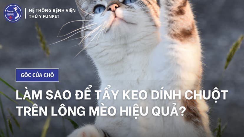Làm sao để tẩy keo dính chuột trên lông mèo hiệu quả?