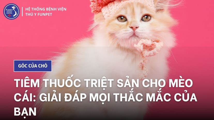 Tiêm thuốc triệt sản cho mèo cái: Giải đáp mọi thắc mắc của bạn