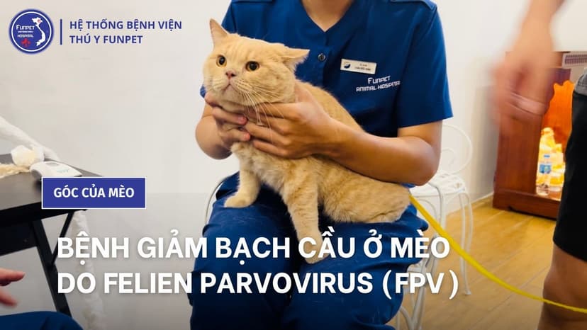 Bệnh giảm bạch cầu ở mèo (FPV): Triệu Chứng & Cách Điều Trị