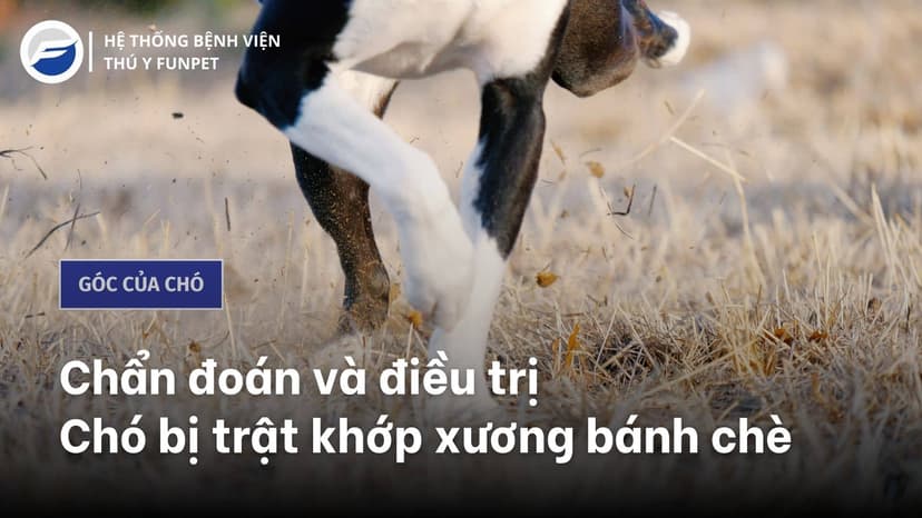 Chẩn đoán và điều trị cho Chó bị trật khớp xương bánh chè