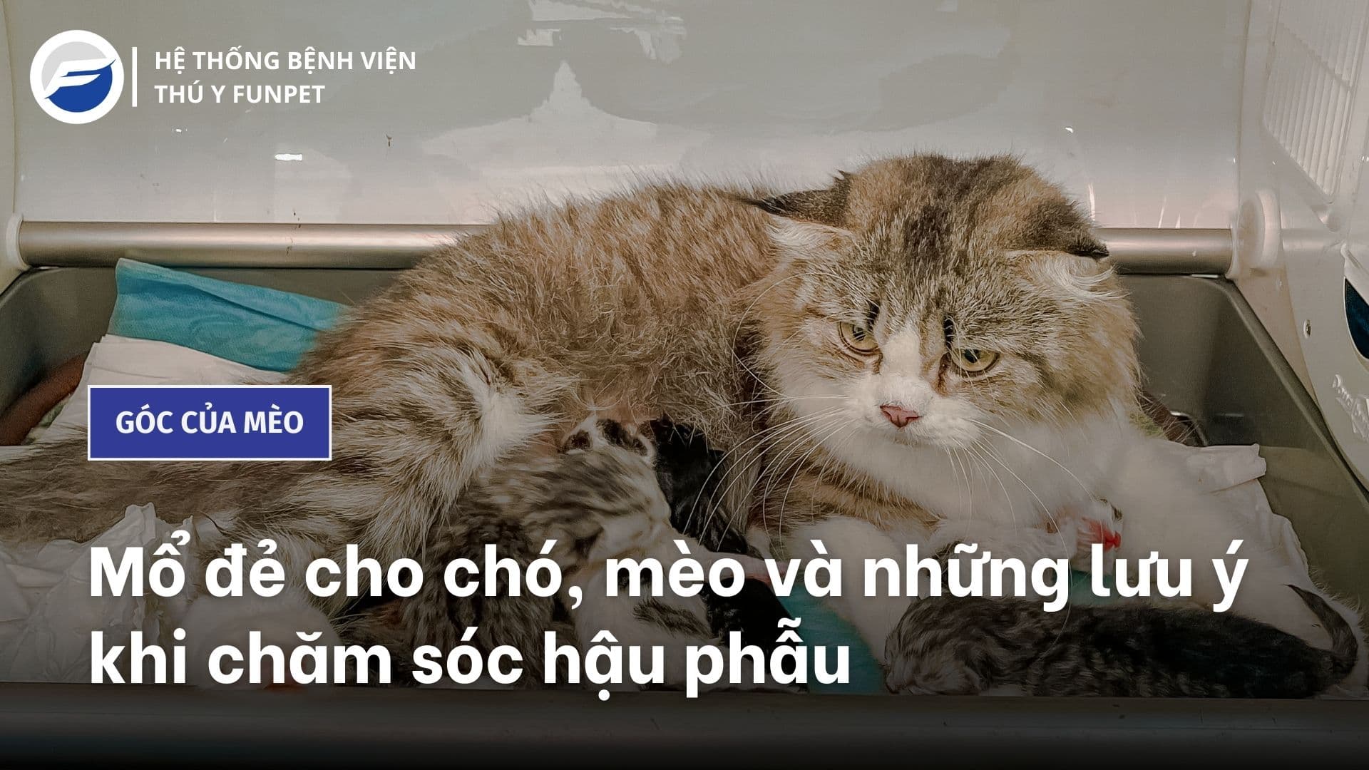 Mổ đẻ cho chó, mèo và những lưu ý khi chăm sóc hậu phẫu
