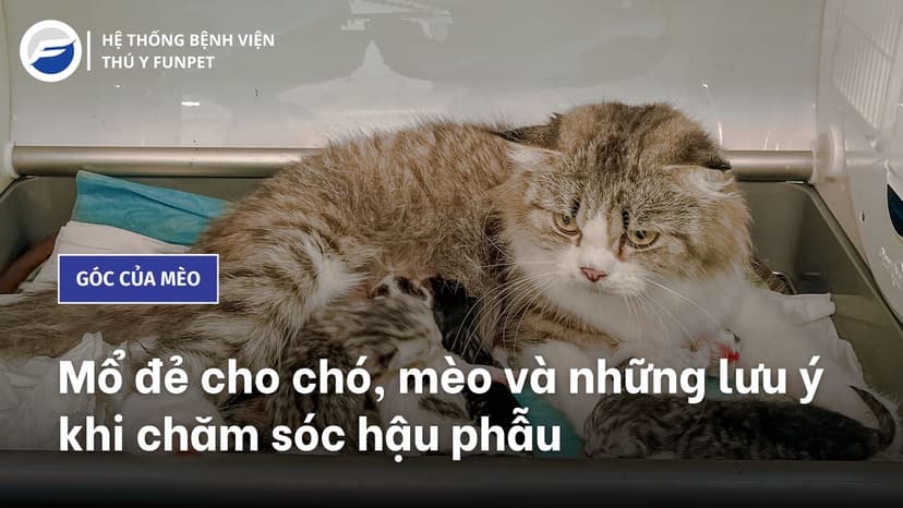 Mổ đẻ cho chó, mèo và những lưu ý khi chăm sóc hậu phẫu