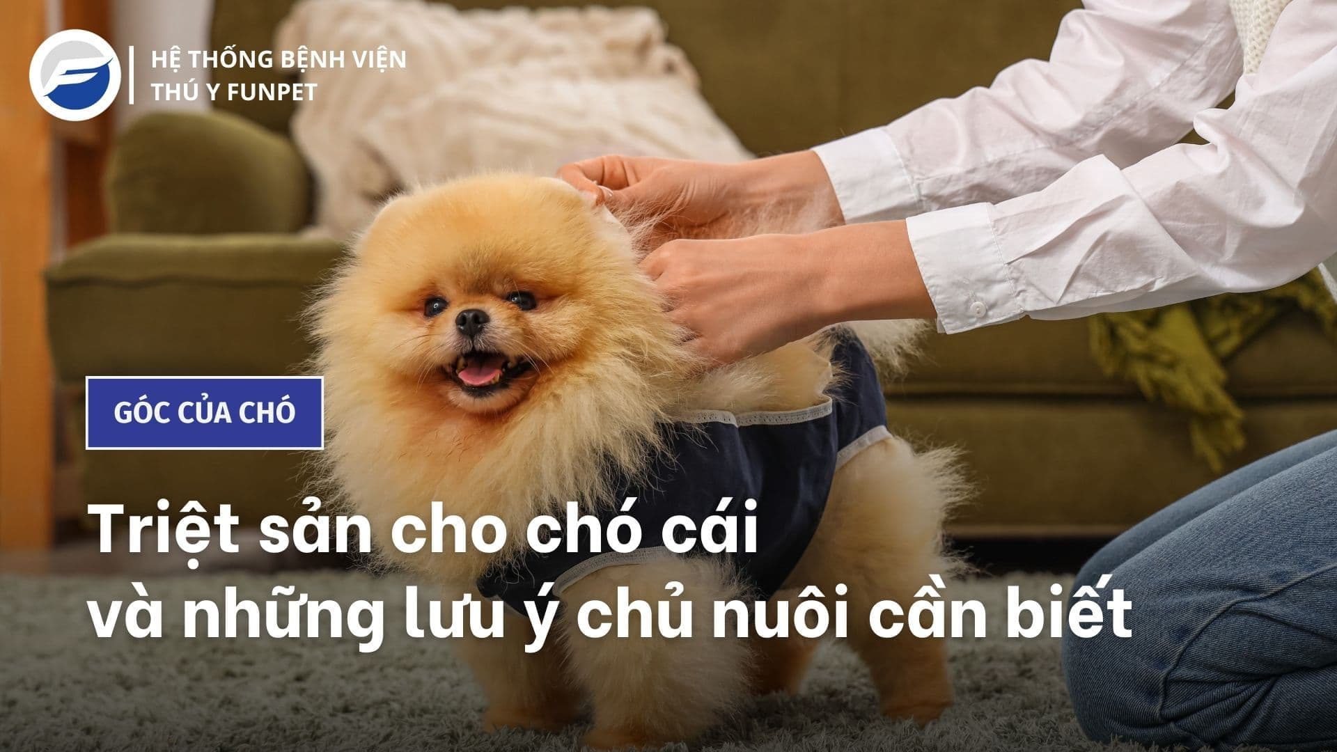 Triệt sản chó cái và những lưu ý chủ nuôi cần biết