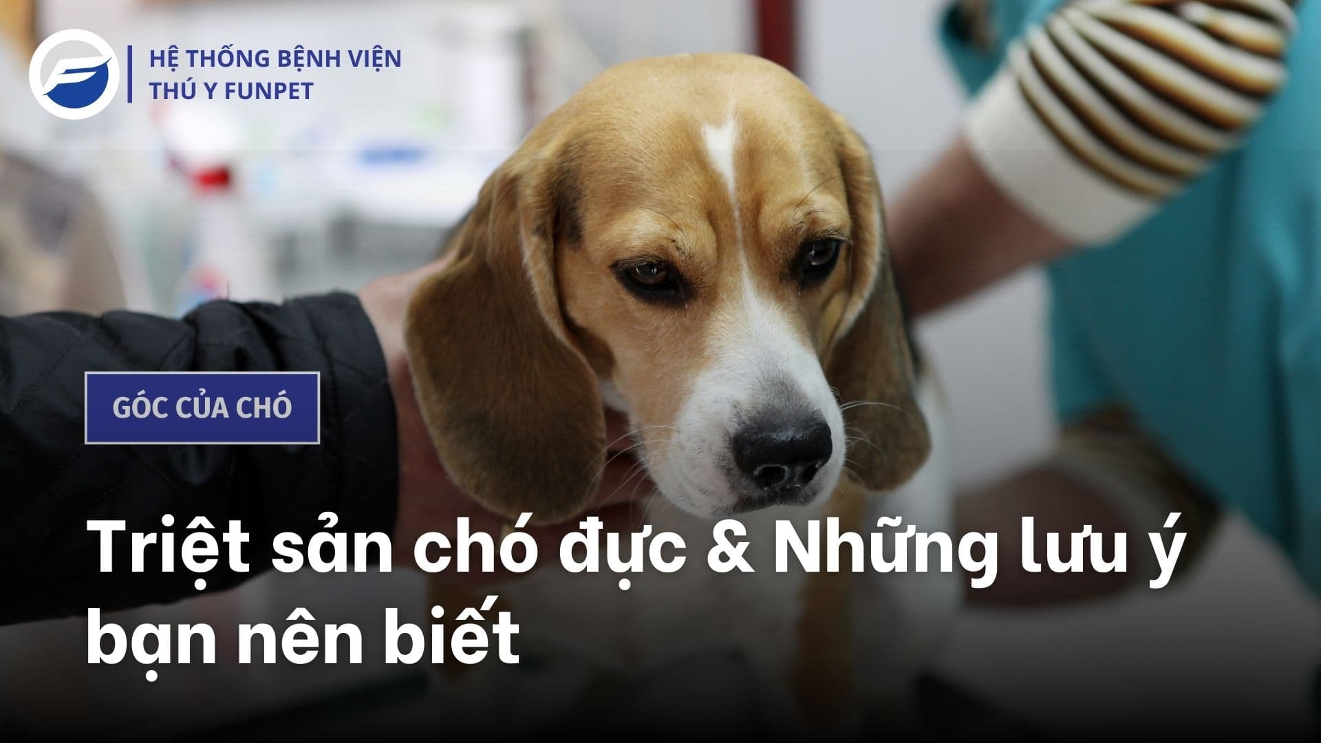 Triệt sản chó đực và những lưu ý bạn nên biết