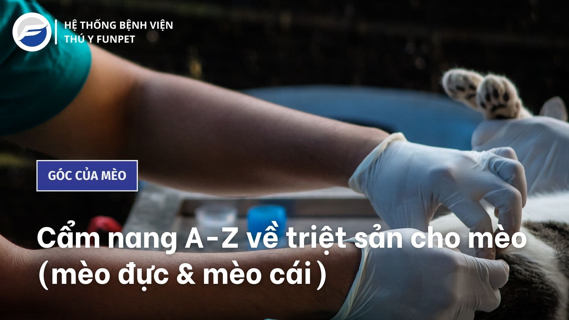 Cẩm nang A-Z về triệt sản cho mèo (mèo đực & cái)
