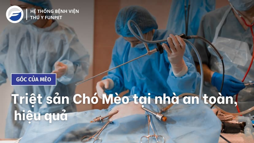 Triệt Sản Chó Mèo Tại Nhà An Toàn, Hiệu Quả