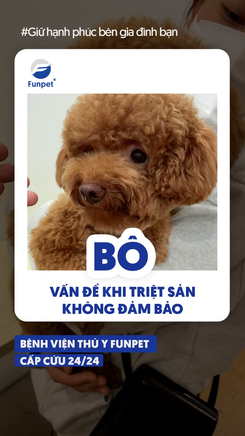 Bô