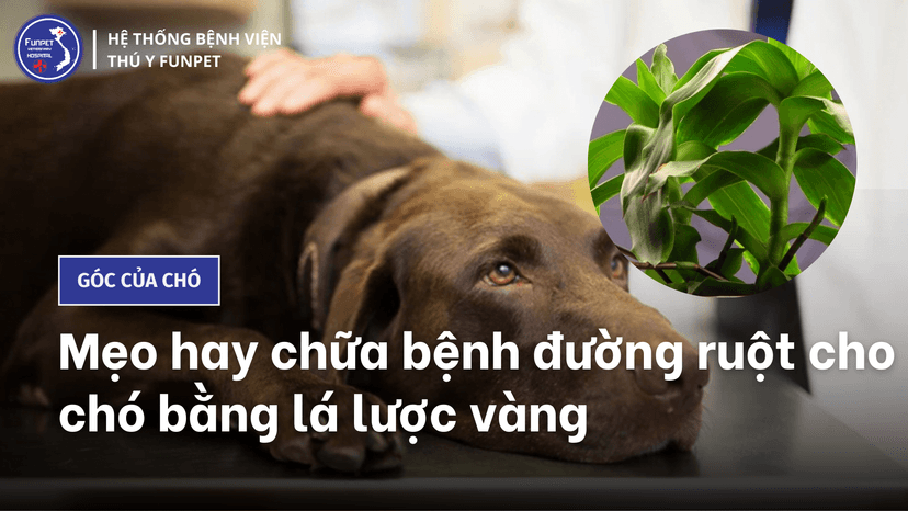 Hướng dẫn cách chữa bệnh đường ruột cho chó bằng lá lược vàng