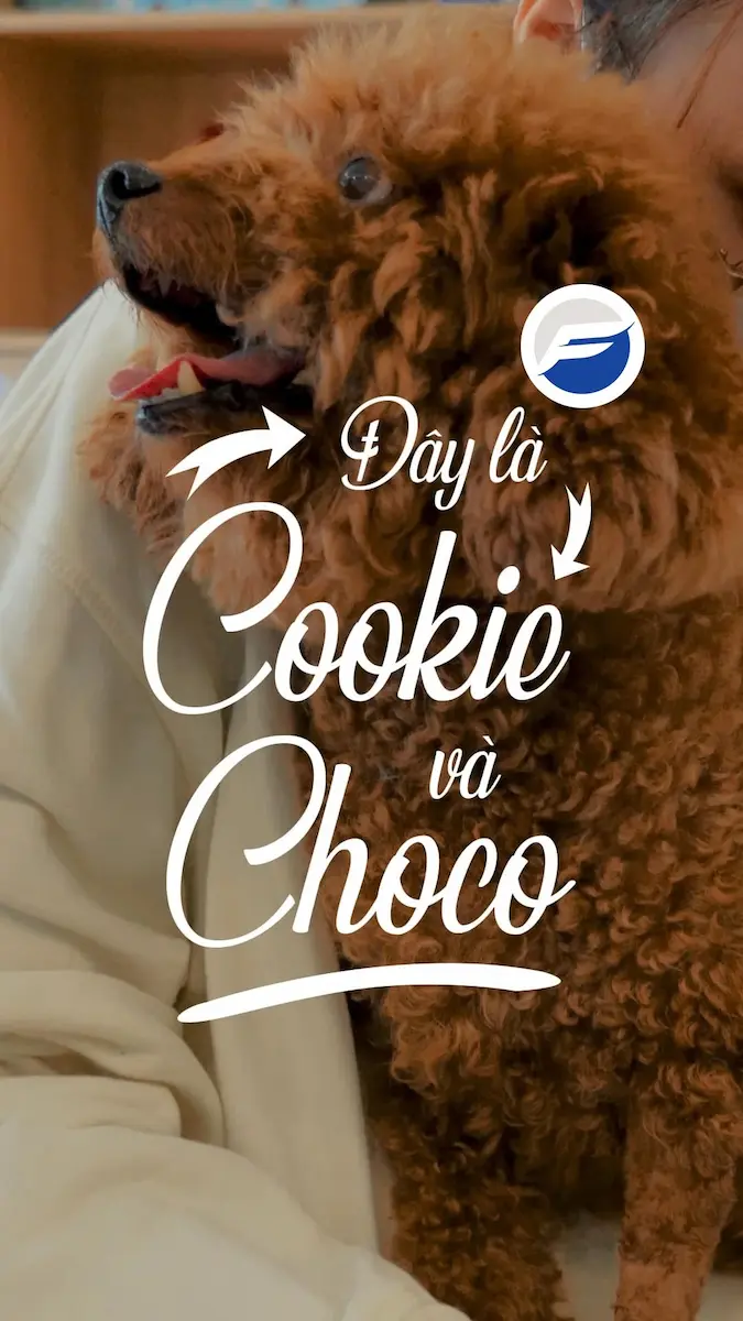 Cookie và Choco