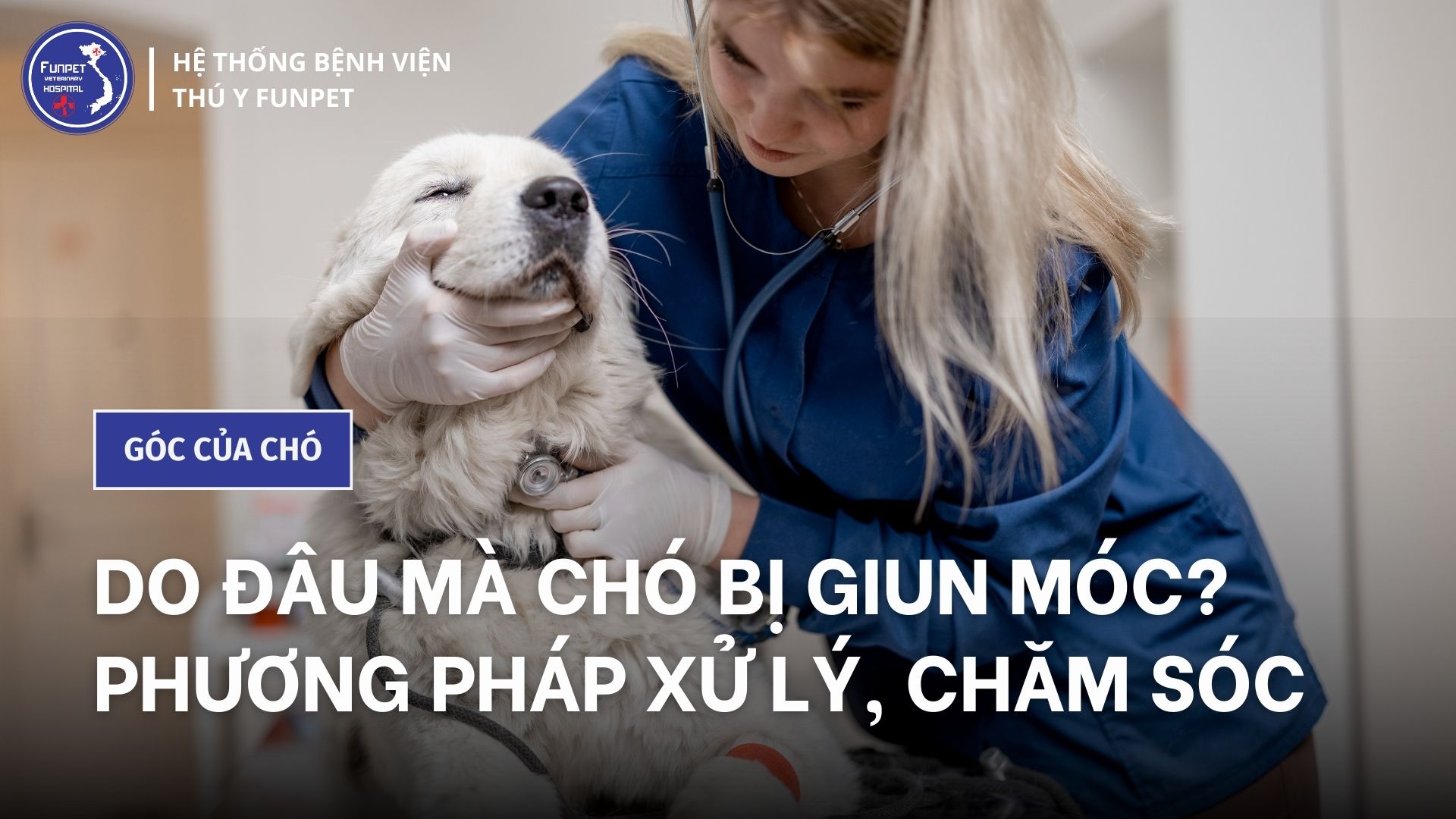 Tẩy giun cho chó becgie như thế nào? Nên lưu ý những gì? - Funpet ...