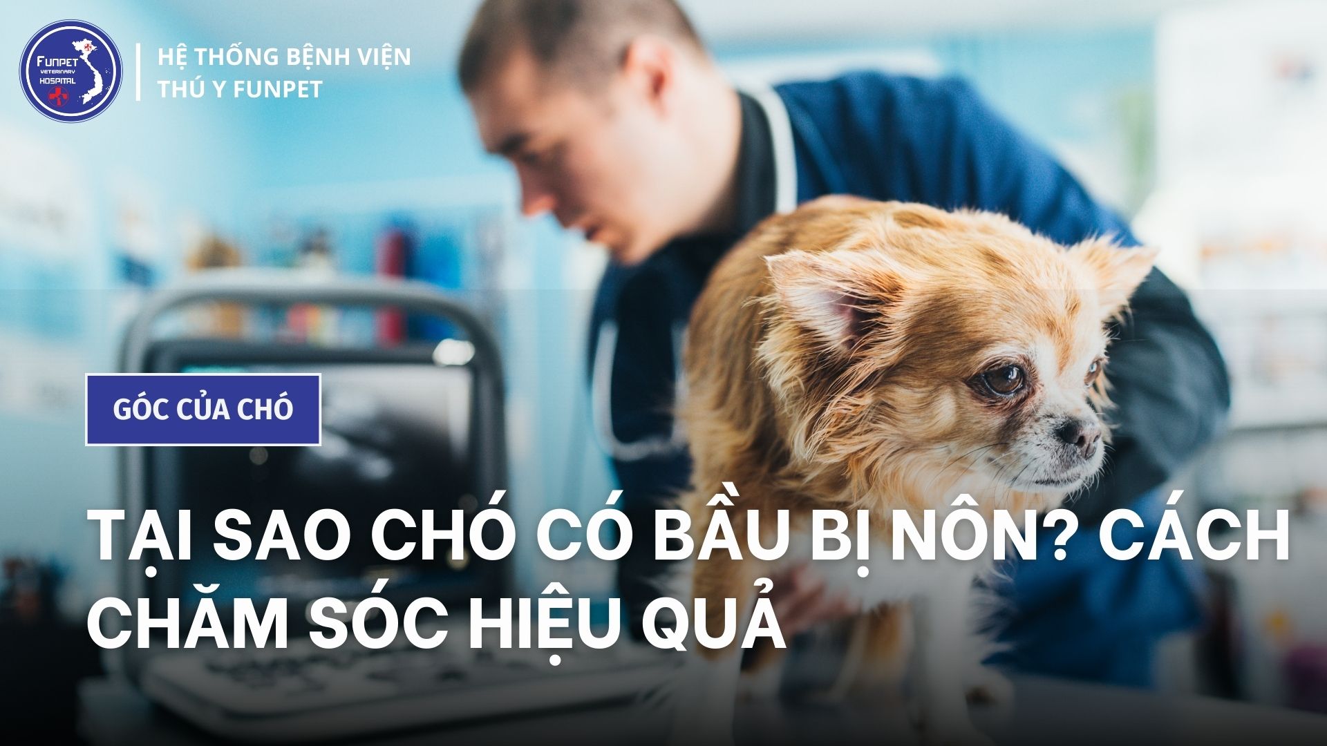 Chó bị nôn dịch vàng: Nguyên nhân và cách chữa trị - Funpet - Bệnh Viện ...