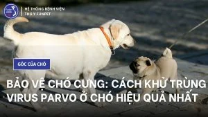 cách khử trùng virus parvo của chó