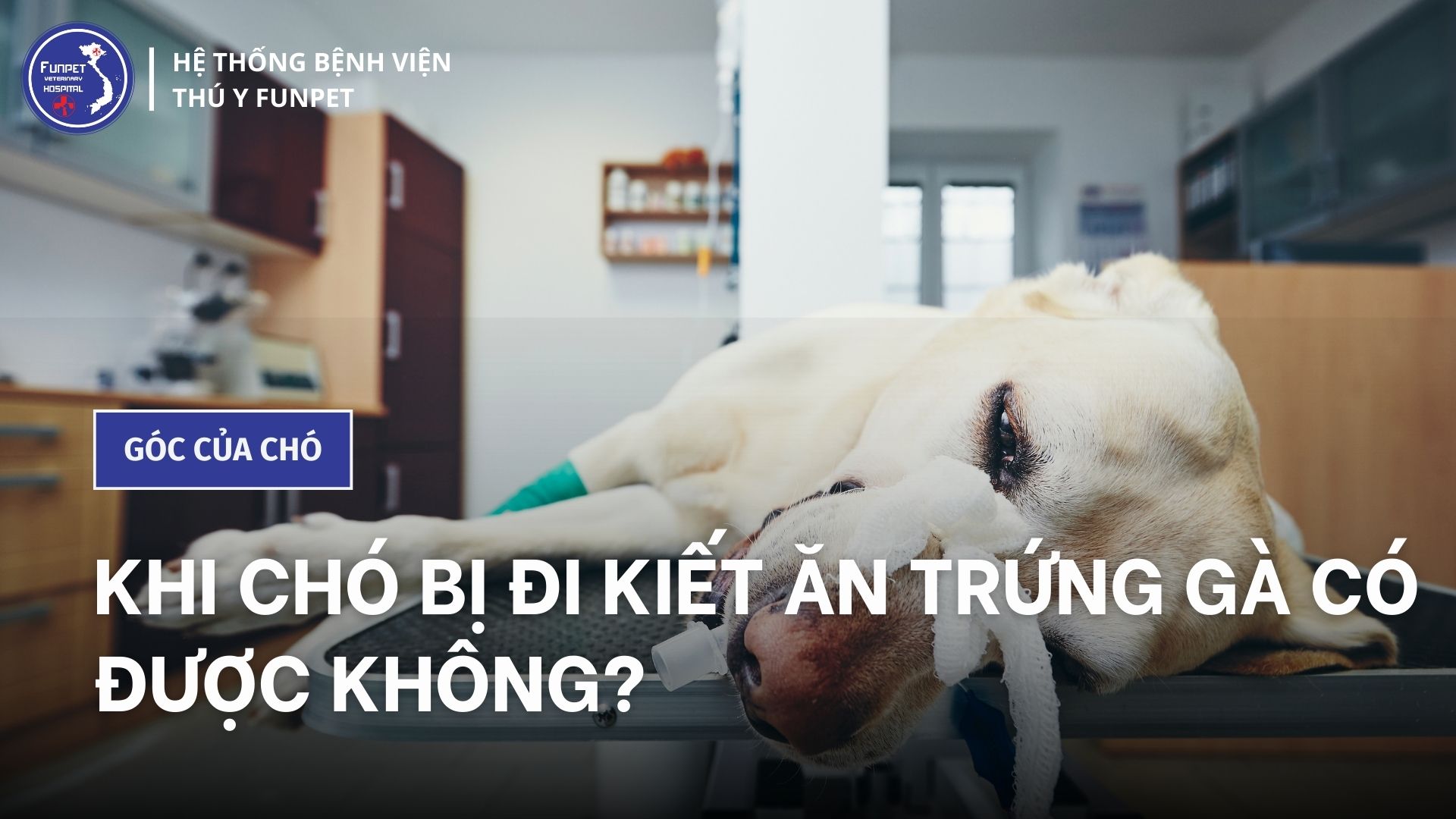 Chó Bị Kiết Lỵ: Nguyên Nhân, Triệu Chứng Và Cách Điều Trị Hiệu Quả