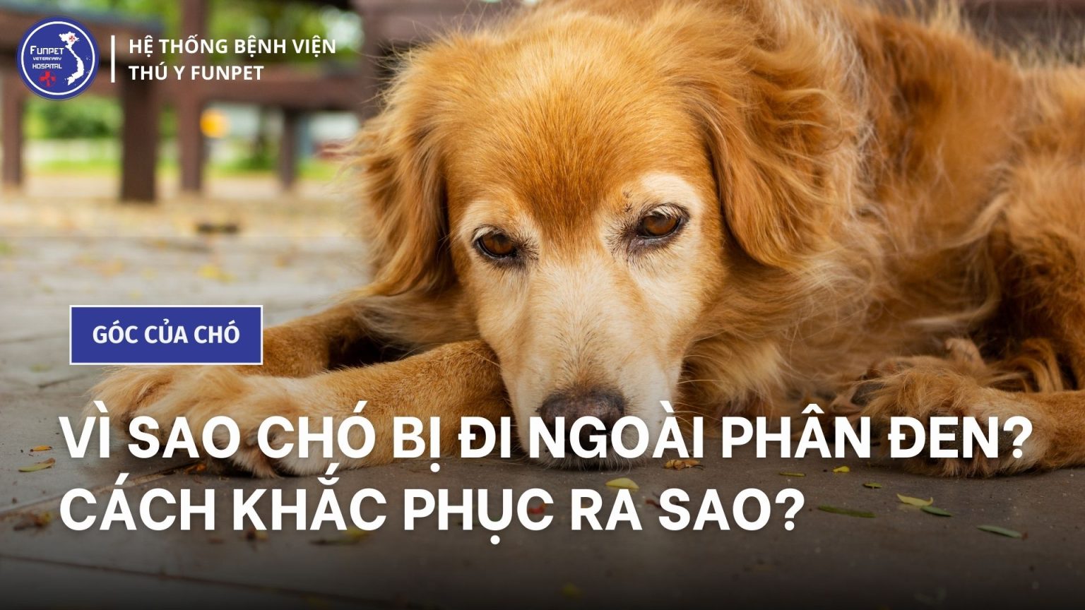 Vì sao chó bị đi ngoài phân đen? Cách khắc phục ra sao? - Funpet - Bệnh ...