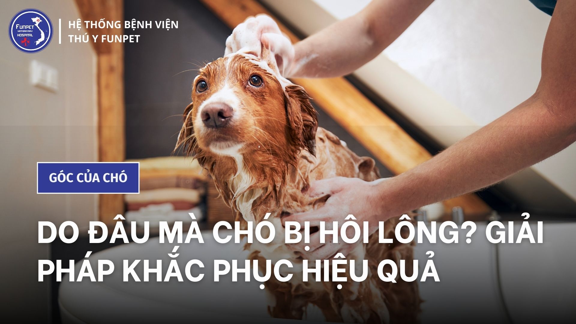 Do đâu mà chó bị hôi lông? Giải pháp khắc phục hiệu quả