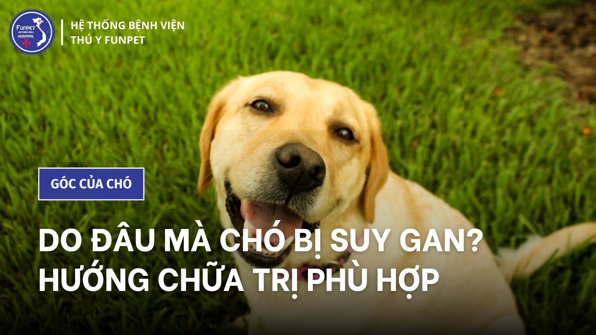 Phương Pháp Điều Trị Suy Gan