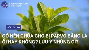 chữa chó bị parvo bằng lá ổi