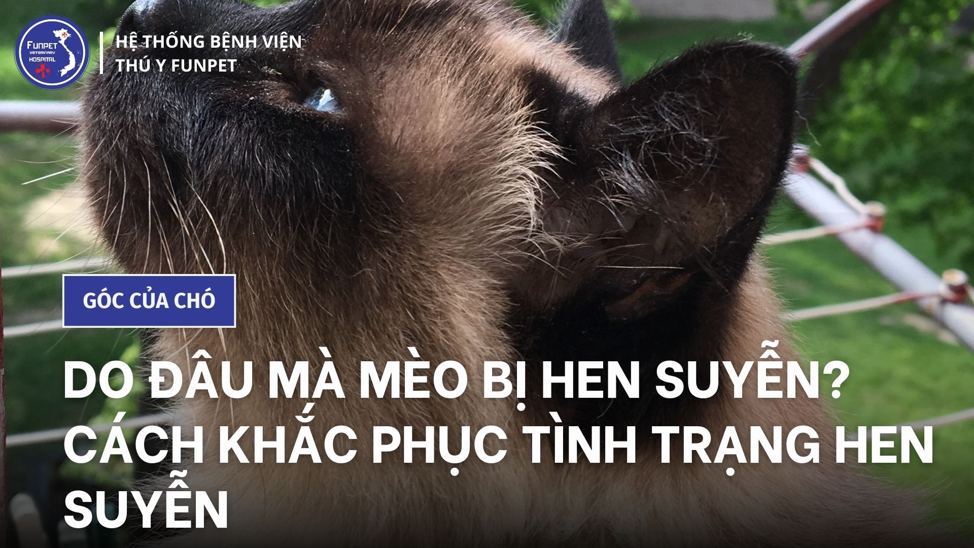 7. Lưu Ý Khi Chăm Sóc Mèo Bị Hen Suyễn