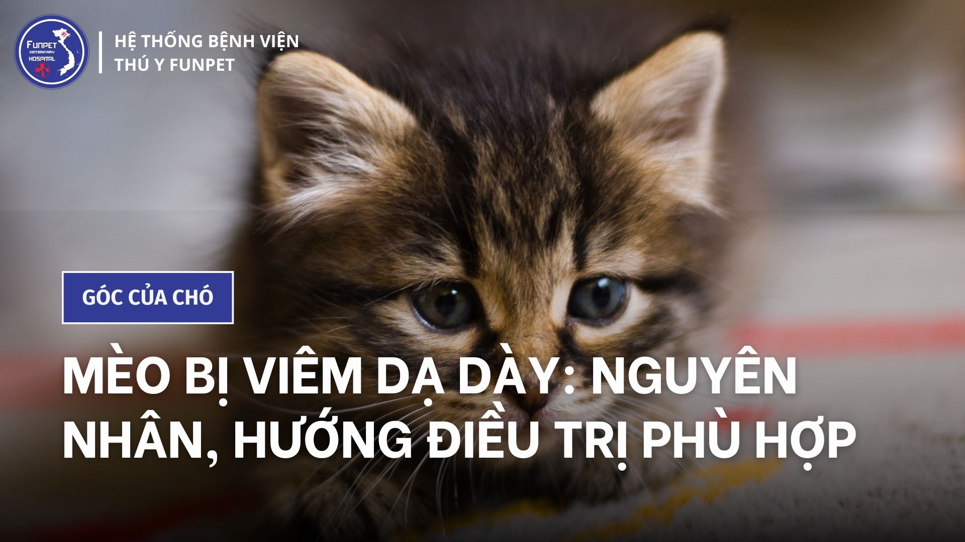 1. Giới thiệu về bệnh viêm dạ dày ở mèo