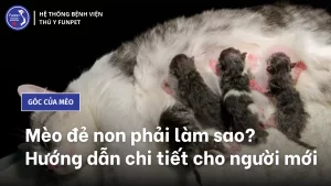 mèo đẻ non phải làm sao