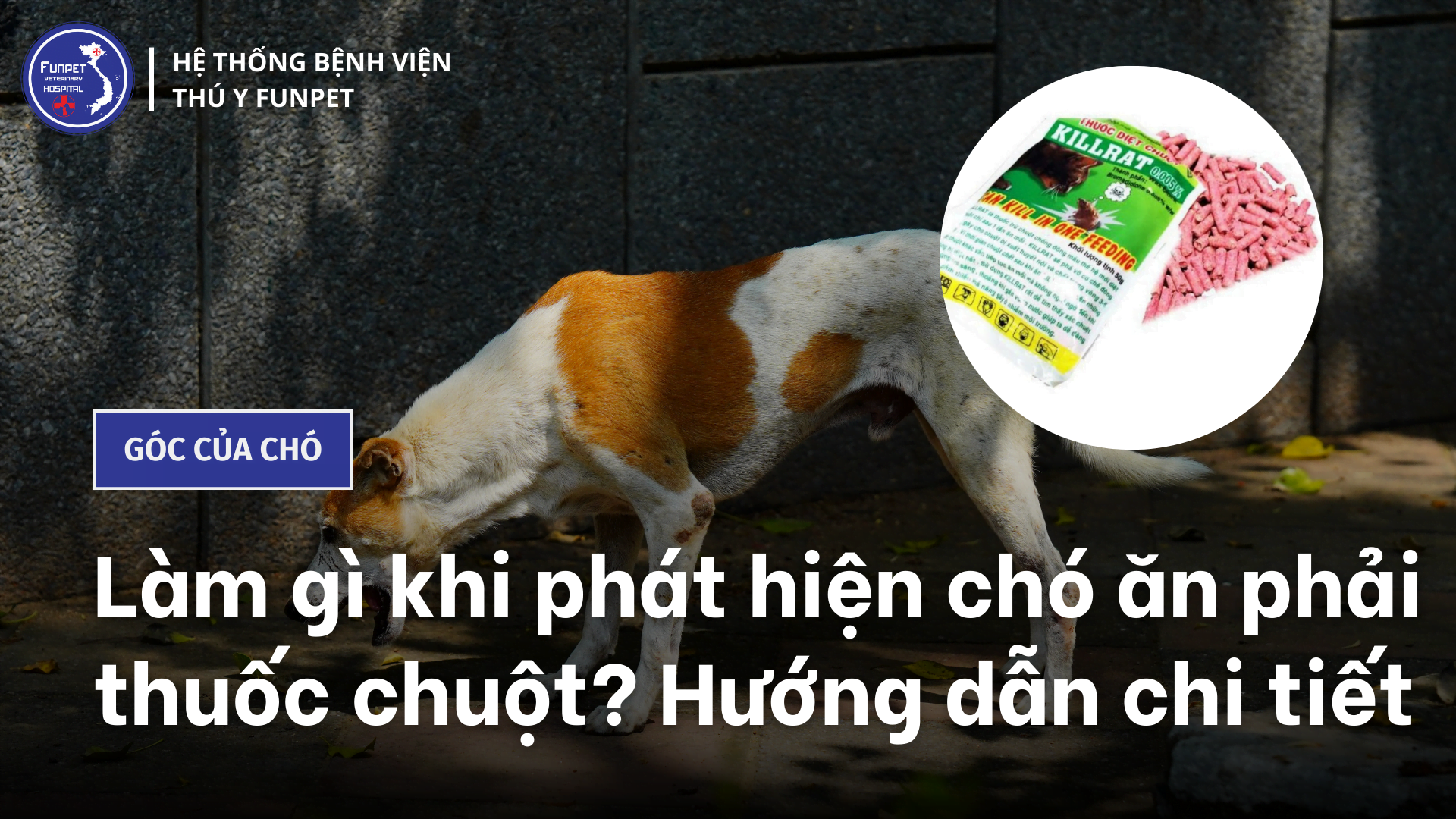 Chó ăn nhầm thuốc chuột - Dấu hiệu và cách xử lý khẩn cấp