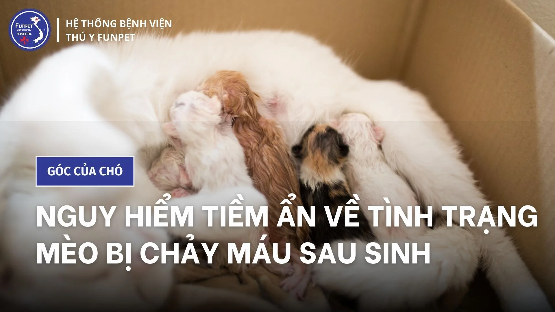 mèo bị chảy máu sau sinh