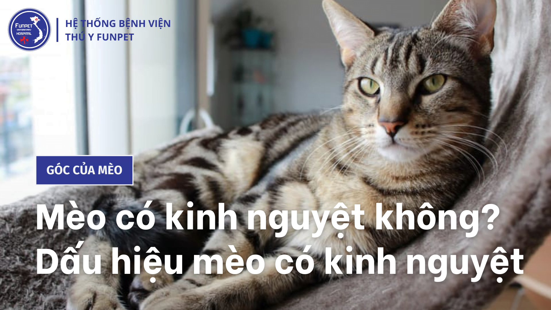 Mèo Cái Có Kinh Nguyệt Không? Tìm Hiểu Chi Tiết về Chu Kỳ Sinh Sản của Mèo