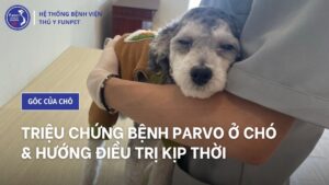 bệnh parvo ở chó