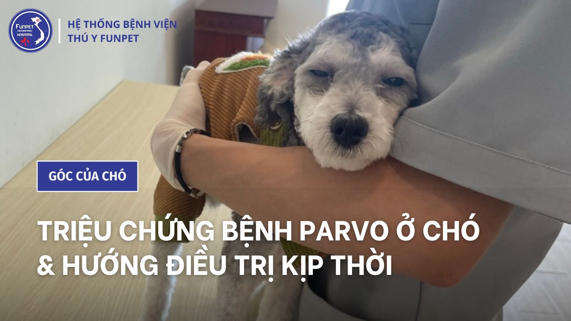 4. Chăm Sóc Chó Bị Bệnh Parvo: Những Lưu Ý Quan Trọng