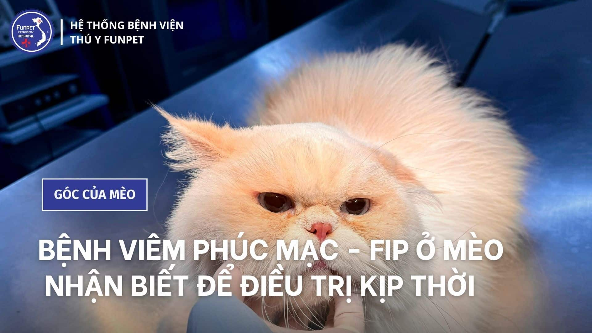 bệnh viêm phúc mạc fip ở mèo