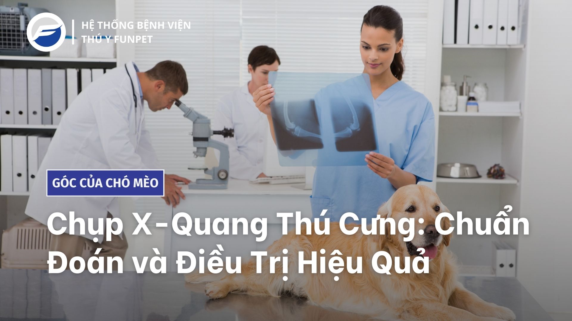 hiệu quả của chụp x-quang thú cưng