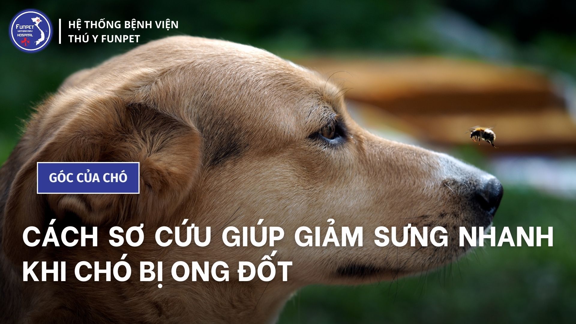 Cách sơ cứu giúp giảm sưng nhanh khi chó bị ong đốt