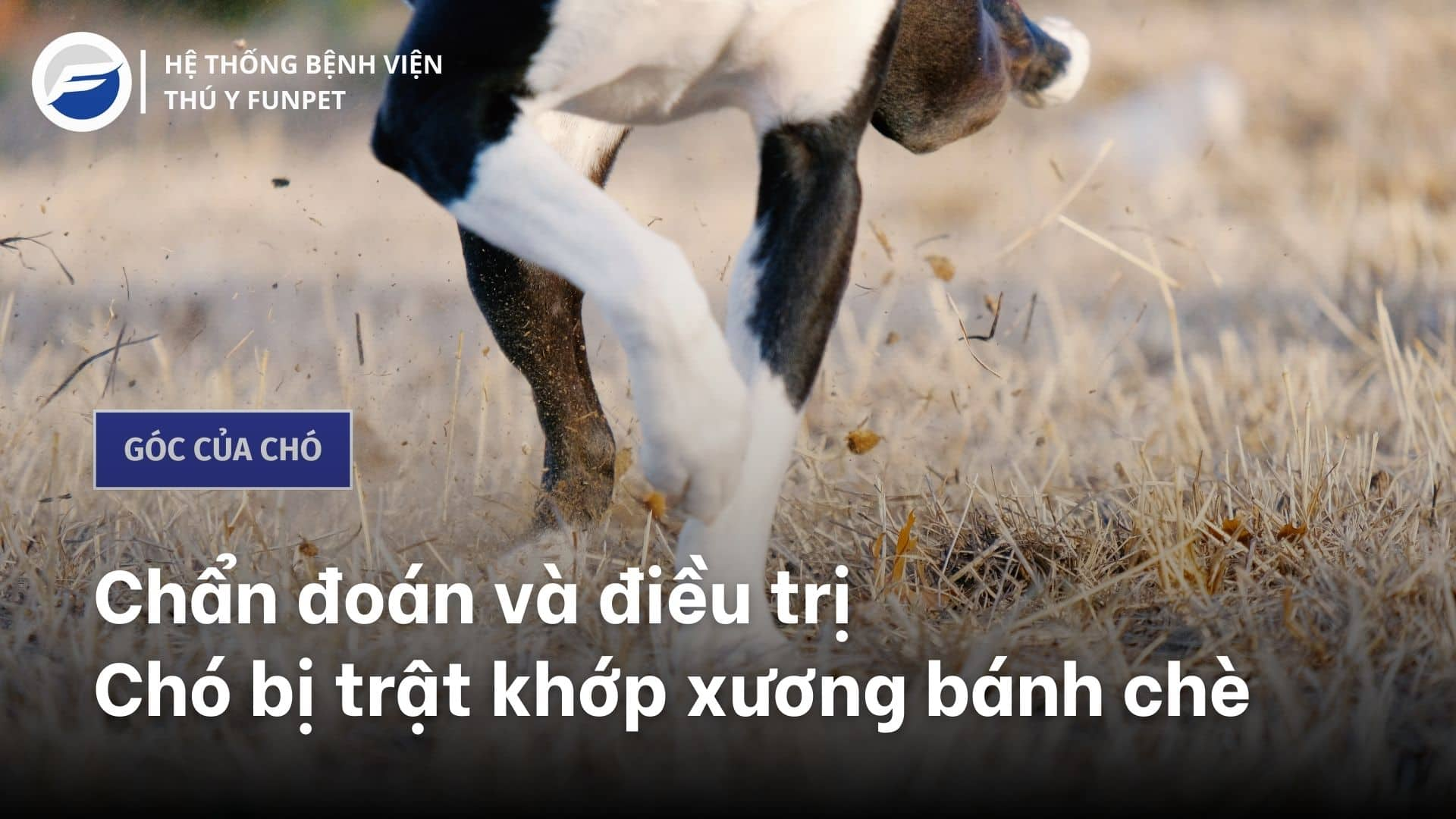 4. Các cấp độ trật khớp xương bánh chè